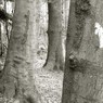 Beechesandoak.jpg