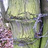 Hawthornandbarbedwire.jpg