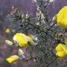 gorse.jpg