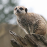 meeracat.jpg