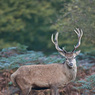 SR-D06875_enh_x800.jpg