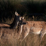 SR-D06883_enh_x800.jpg