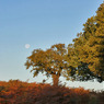 canon_193_richmond_072.JPG