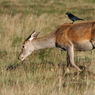 canon_193_richmond_230.JPG