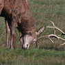 IMGP9576.jpg