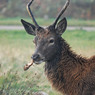 Tania_Hynard-Development-Chewing_the_bark.jpg