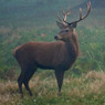Tania_Hynard-Development-Stag.jpg