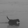 richmond_park_16_th_0713_edited-1.jpg