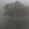 richmond_park_16_th_0730_edited-1.jpg