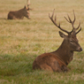 richmond_park_16_th_0809_edited-1.jpg
