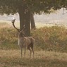 richmond_park_16_th_0823_edited-2.jpg