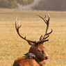 richmond_park_16_th_0826_edited-2.jpg