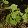 Runnymede_003.jpg