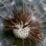 Dandelion_One.jpg