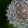 Dandelion_Two.jpg