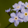 Forget-Me-Not.jpg
