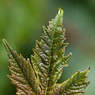 New-Leaf.jpg