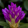 Purple-Bloom.jpg