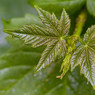 Two-New-Leaves.jpg