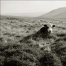 CowaboveCwmDuBreconBeacons.jpg