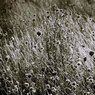 grass2.jpg