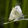 Mating_Butterflies_by_Ed_Doughty_small.jpg