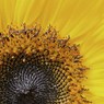 DaveMundy-Sunflower-2.jpg