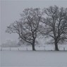 EdDoughty-TreesintheSnowatCookham-2.jpg