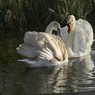IngridGledhill-SwansontheThamesCookhamjpg-2.jpg