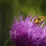 Dave_Mundy-_Hungry_Hoverfly-small.jpg