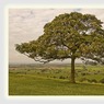 Print-Ed_Doughty-Advanced-Tree_in_Dyrham_Park.jpg