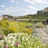 xJA-The_Gertrude_Jekyll_Garden_Lindisfarne.jpg