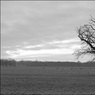 Ed_Doughty_Deer_in_the_Distance.jpg