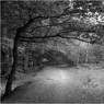 Ed_Doughty_Marlow_Common.jpg