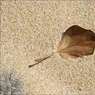 Ed_Doughty_Beach_Leaf.jpg