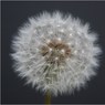 Ed_Doughty_Dandelion_Clock.jpg