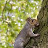 Ed_Doughty_Green_Park_Squirrel.jpg
