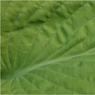 Ed_Doughty_Hoster_Leaf.jpg
