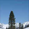 Ed_Doughty_Ischgl_Trees.jpg