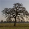 Ed_Doughty_Pinkneys_Green_Thicket.jpg