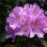 Ed_Doughty_Rhodedendron.jpg