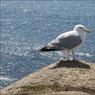 Ed_Doughty_Seagull.jpg