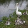 Ed_Doughty_Swan_Family.jpg