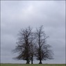 Ed_Doughty_Trees_on_Berry_Hill.jpg