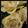Ed_Doughty_Rose.jpg