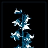 Ed_Doughty_Snow_Drop.jpg