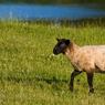 Lamb-walking.jpg