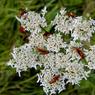 Rhagonycha-Fulva-bugslife.jpg
