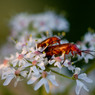 Rhagonycha-Fulva-soft-focu.jpg