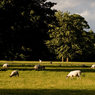 Sheep-in-evening-light.jpg